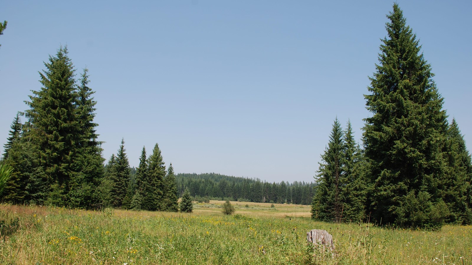 An open prairie field with a few scattered coniferous trees. In the distance are rounded hills