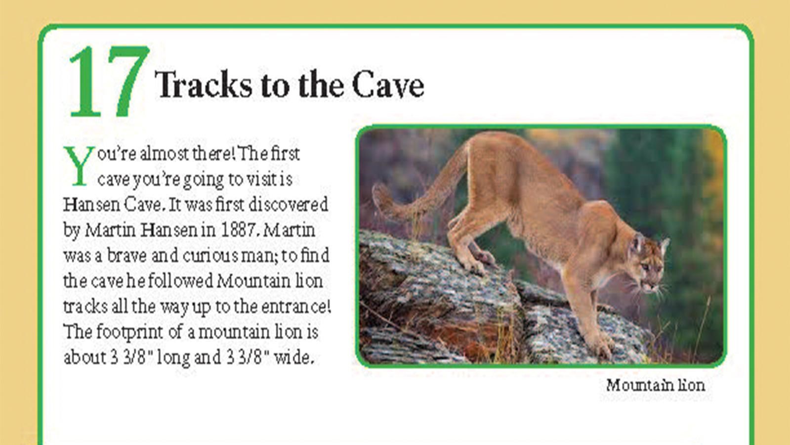 A mountain lion climbing down a mountain side