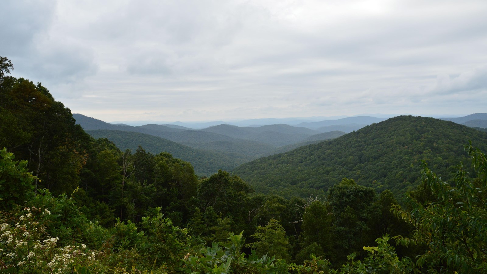 Shrubs and flowers in the foreground give way to rolling hills and layered mountains