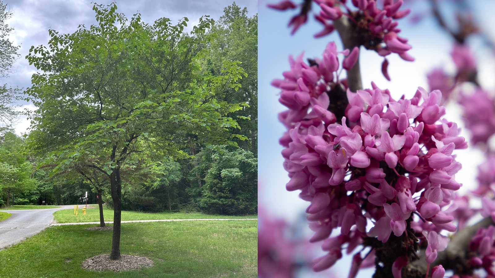 Two photos: right of a small green tree; left of small dark pink flowers covering a tree branch