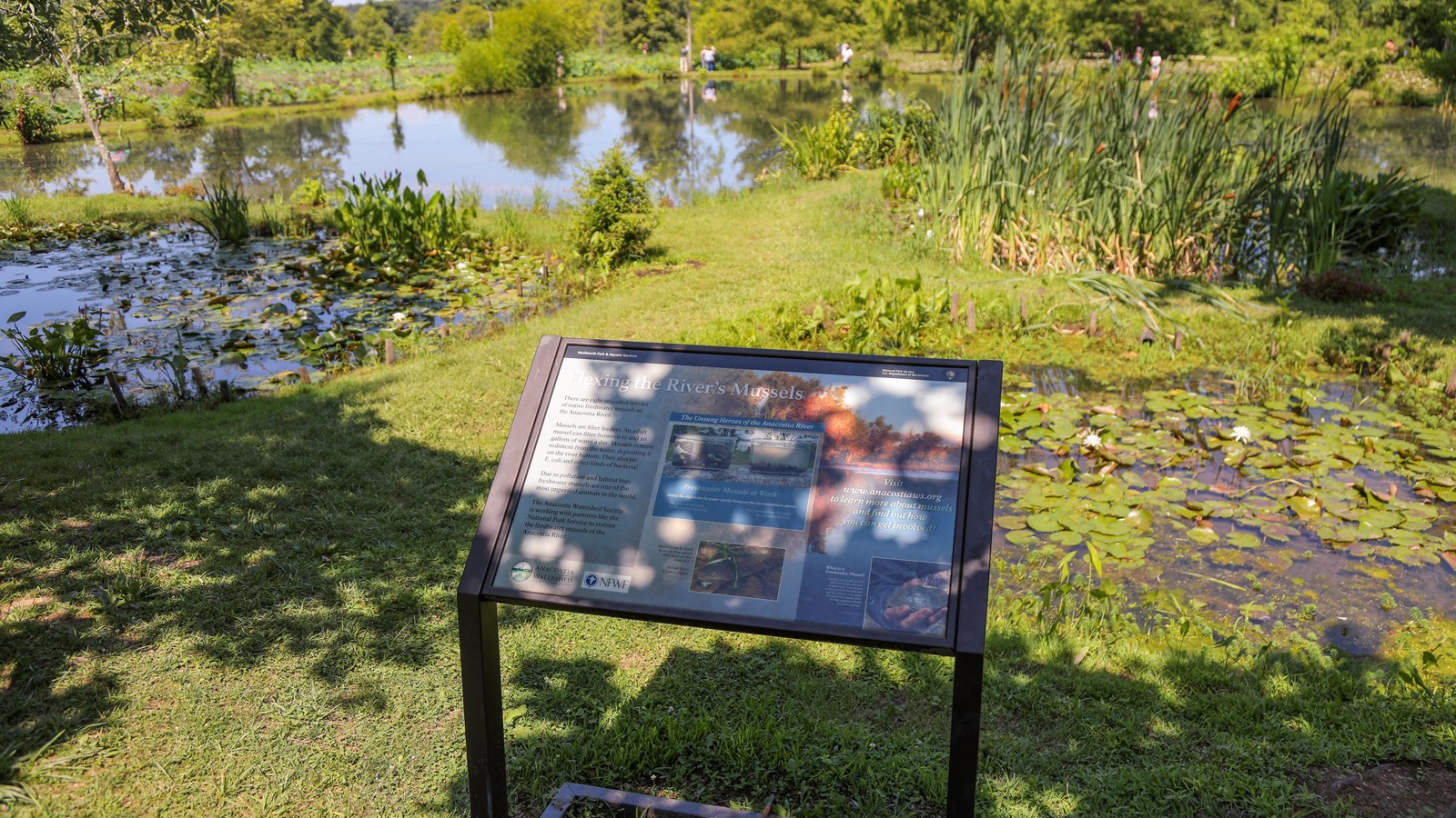 Photographs of mussels and text lay on a background resembling a lake and trees.