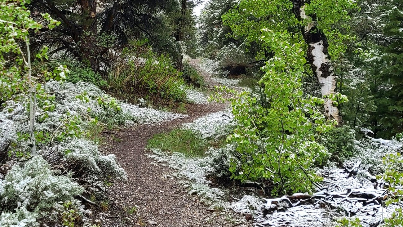 Lime green trees flank a brown dirt trail with a light dusting of snow