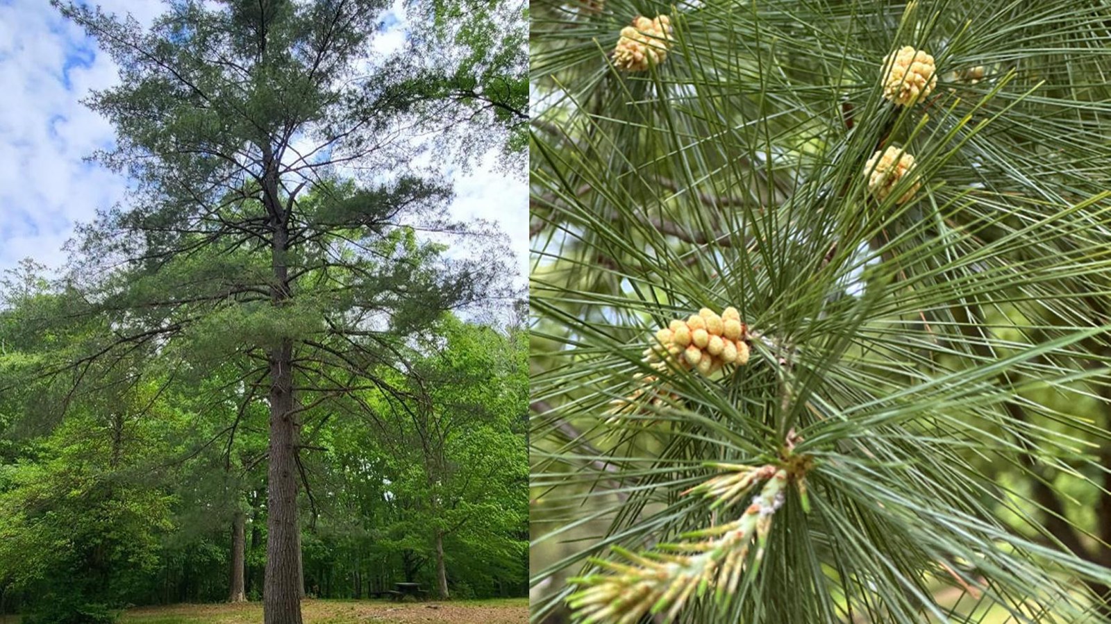 Two photos: Left of a large pine tree against a cloudy sky; right of pine needles on a branch
