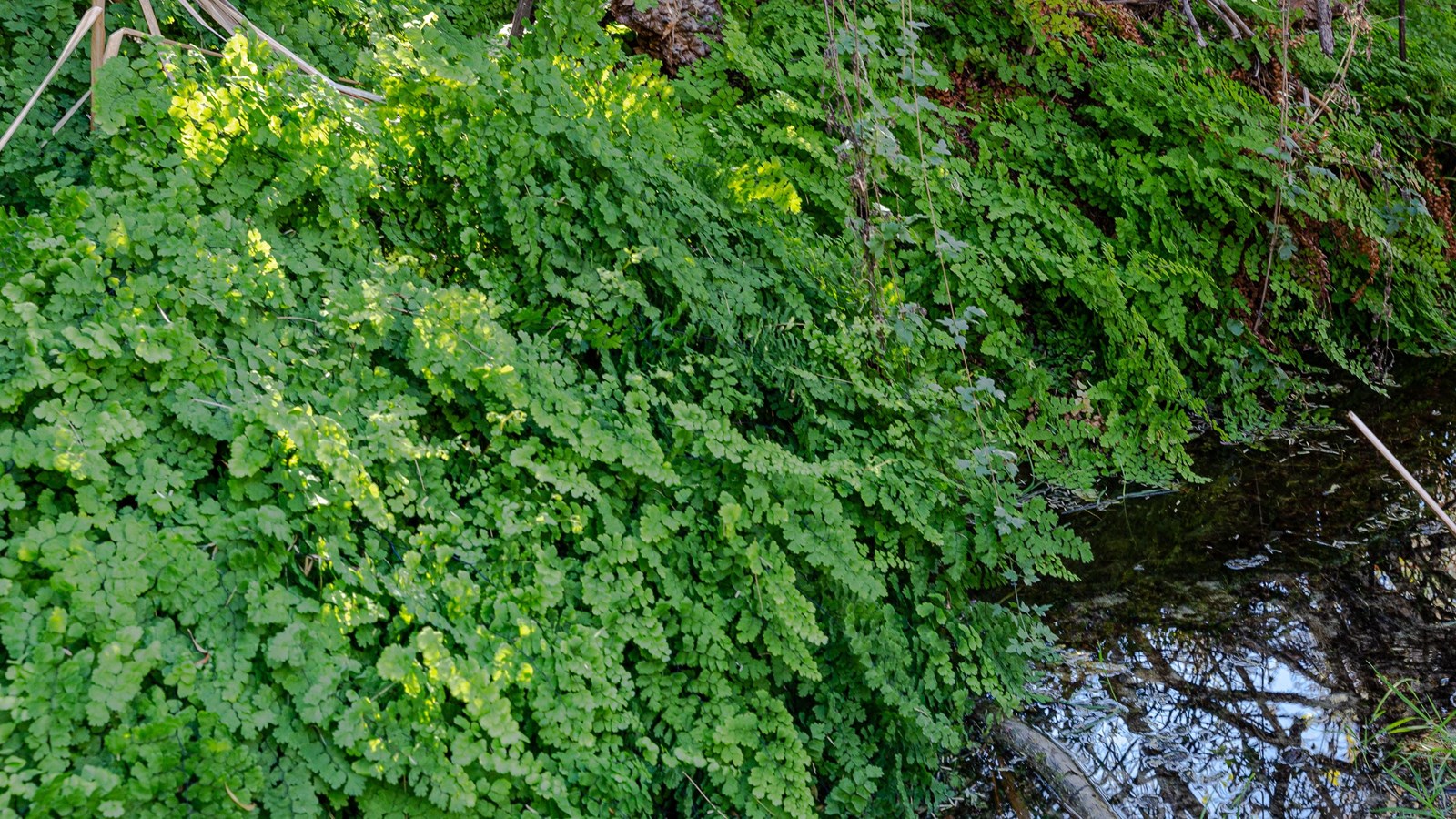 Thick maidenhair ferns grow above the spring pool at Mule Ears Spring.