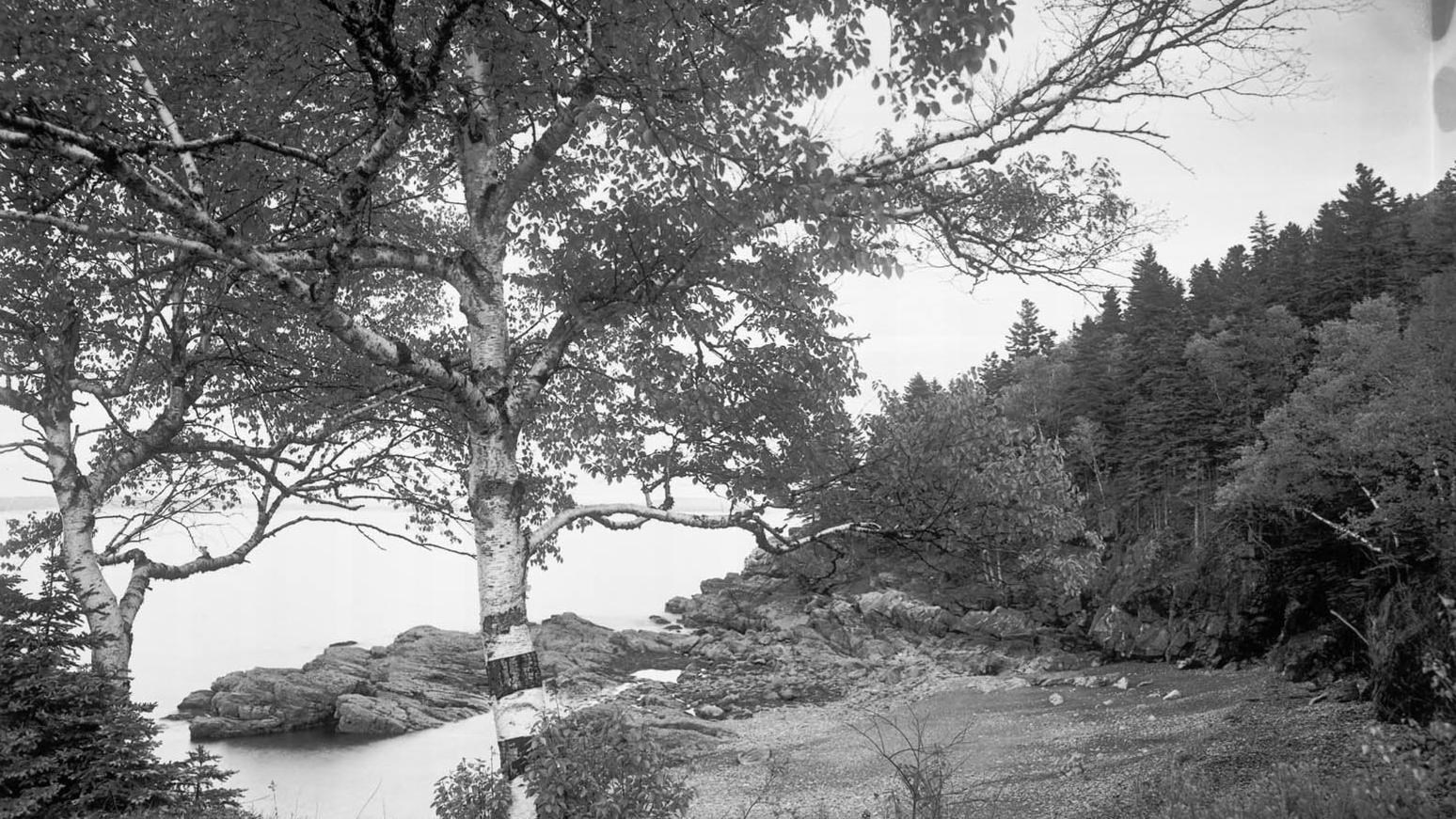 Birch trees in front of a rocky coast