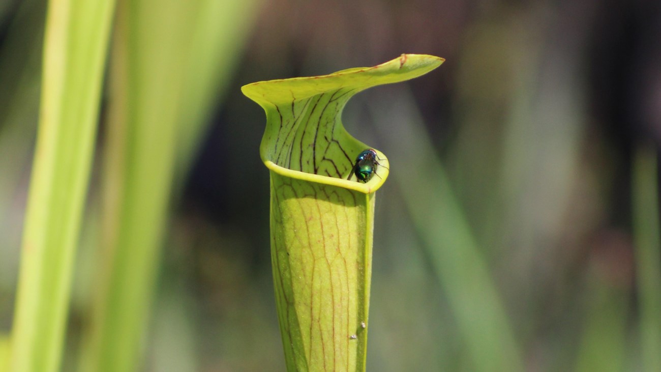 fly sitting on the lip of a carnivorous pitcher plant