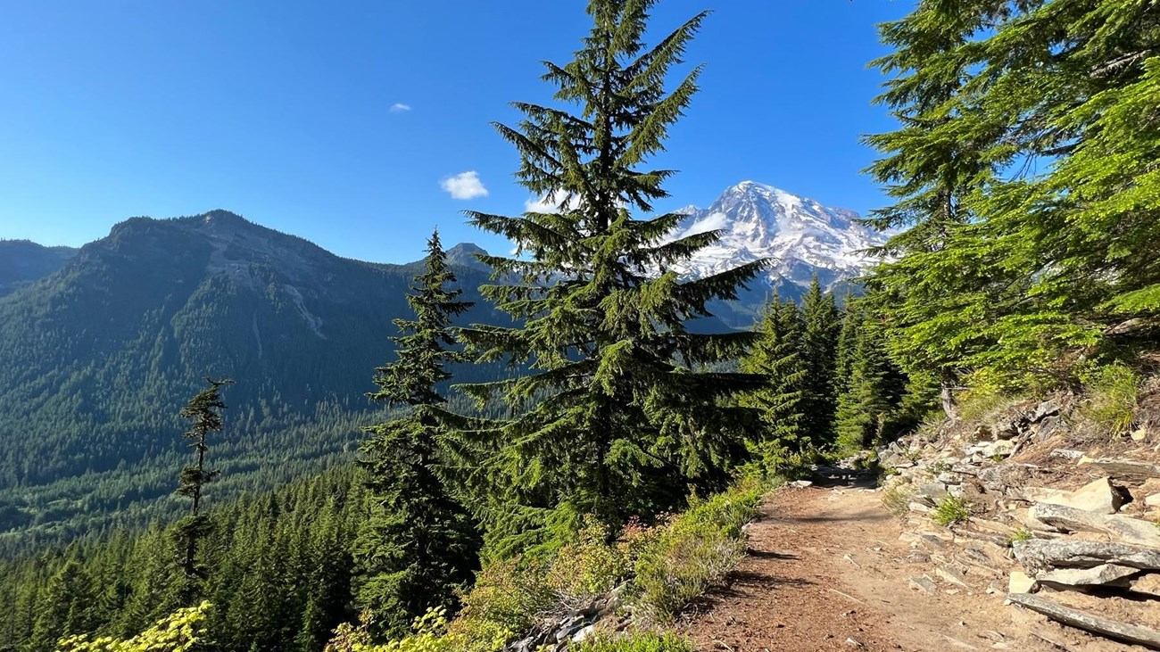 View of Mount Rainier from Rampart Ridge Trail