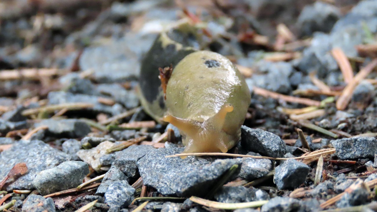 Banana slug crawling on the forest floor