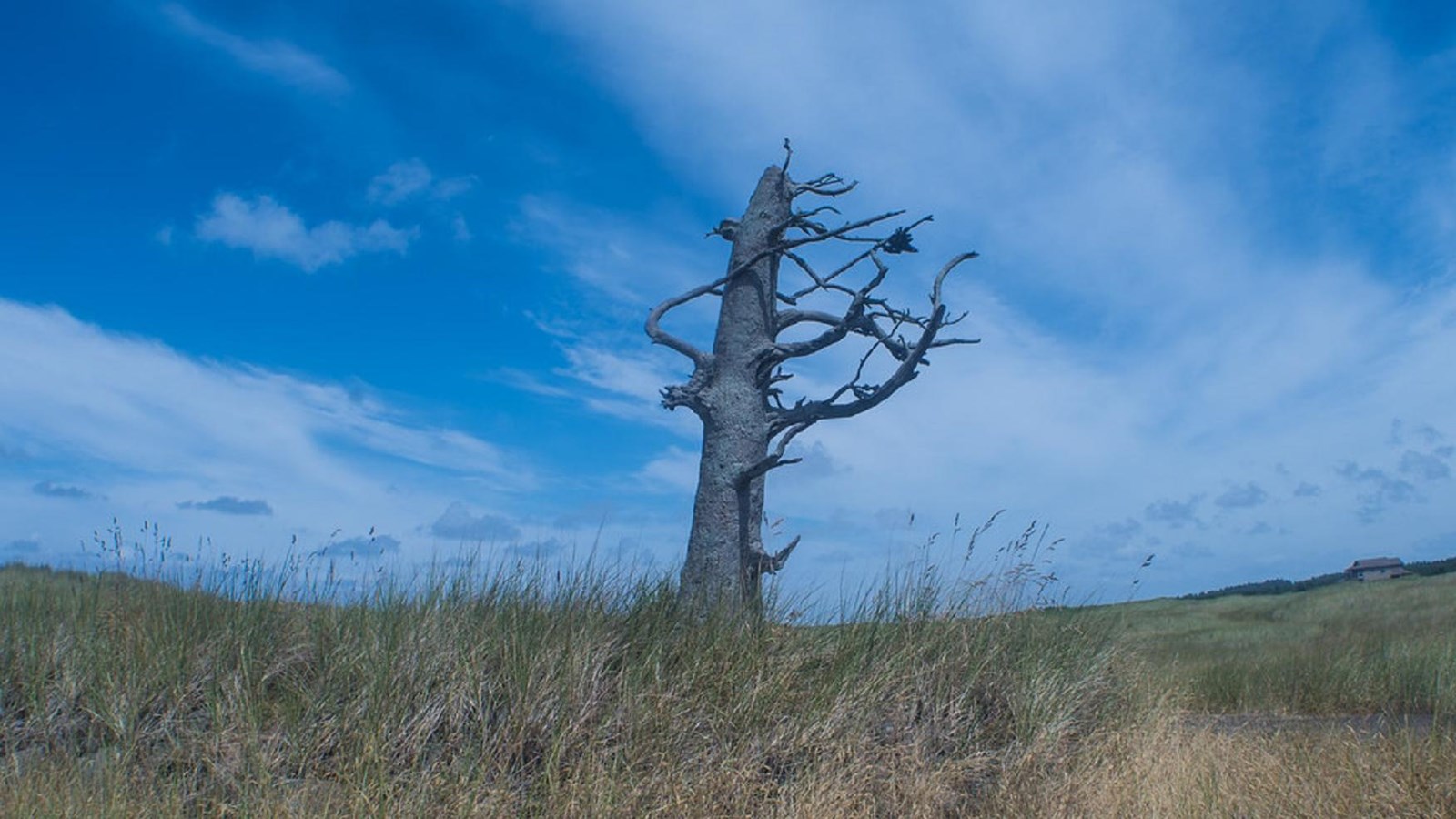 A bronze statue of a leafless tree sits among tall waving grasses