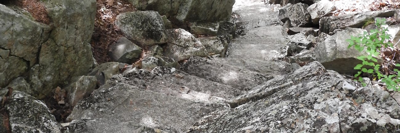 Stone steps leading down a trail in a forested area