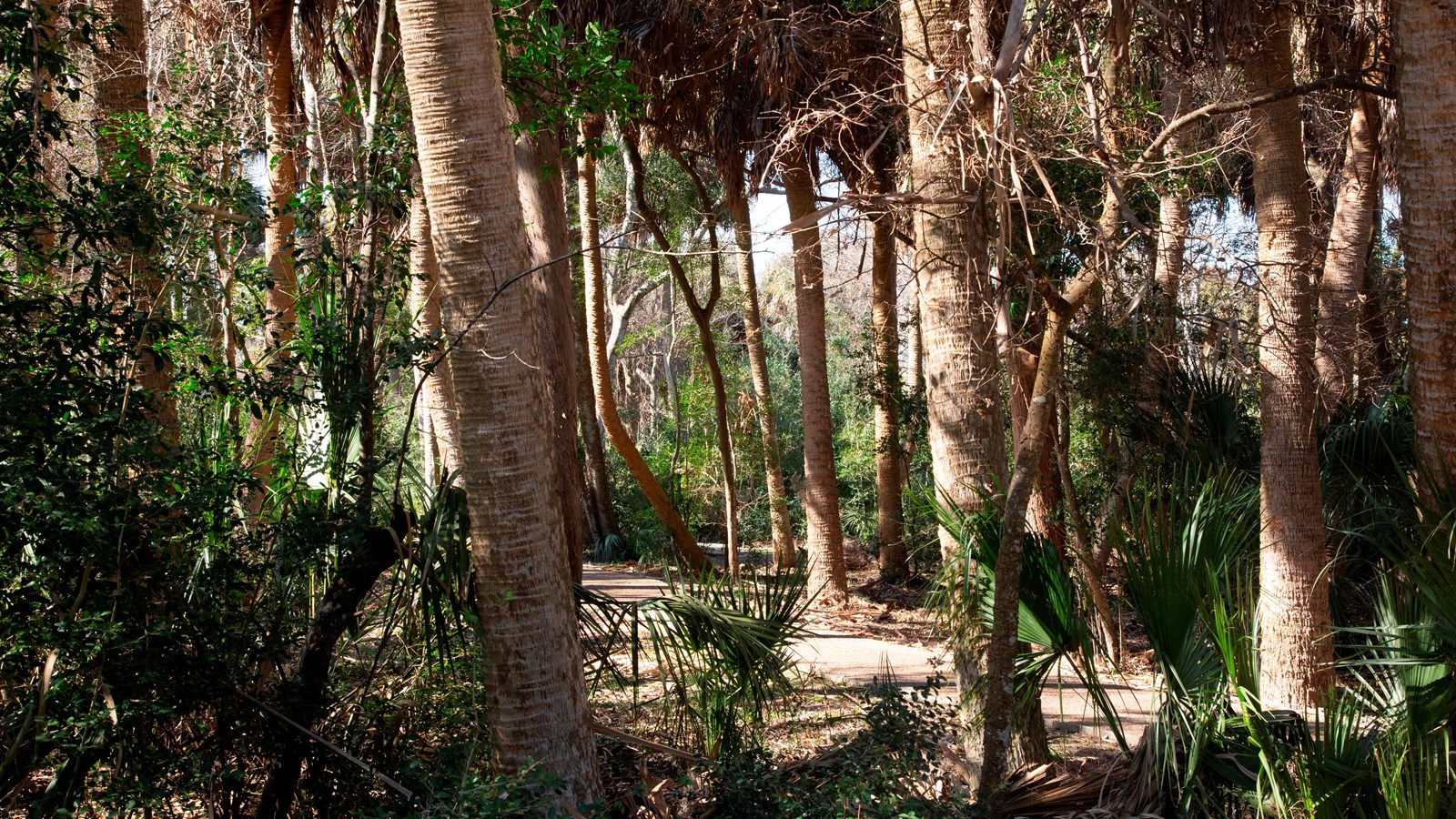 A path is seen going right to left through dense vegetation. 