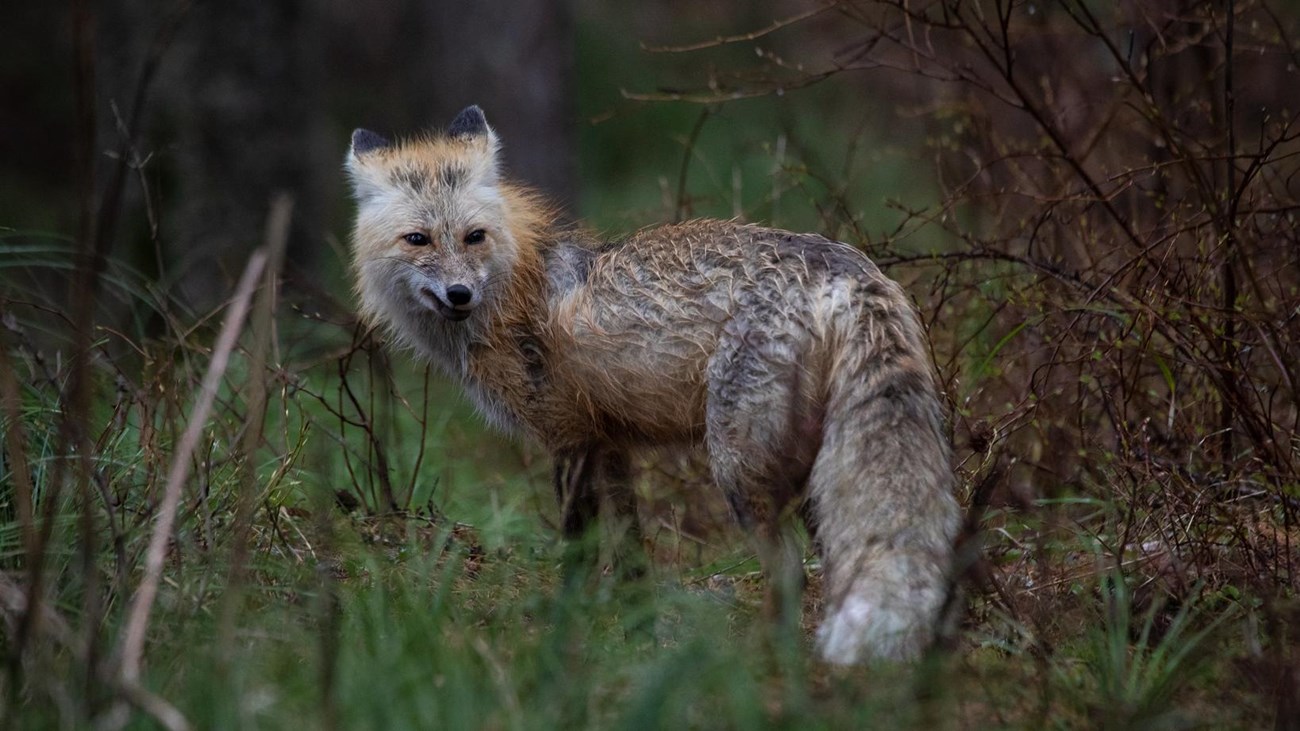 A red fox stands on forest ground.