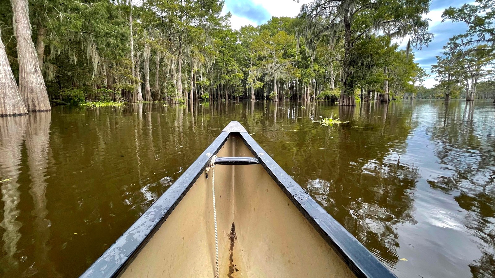 A canoe in the western Atchafalaya Swamp