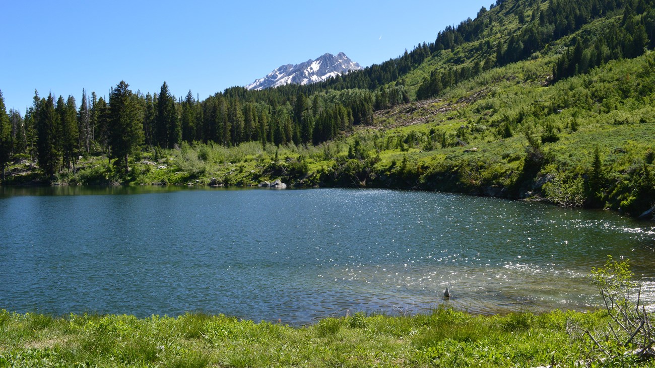 A small lake surrounded by green vegetation and trees.