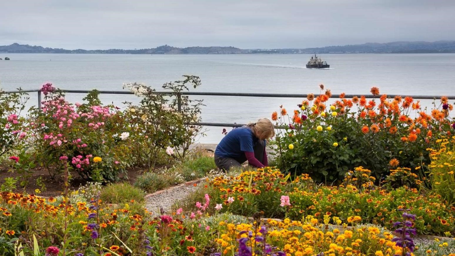 A volunteer pulls weeds among beds of colorful flowers with the bay behind.