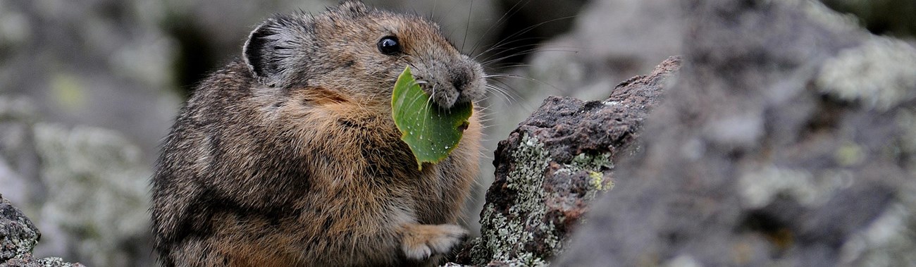 A pika eats a leaf