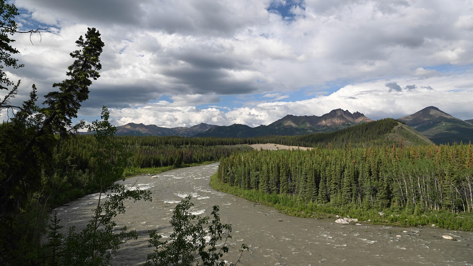 A view looking out across a large river, lined by spruce forest on both sides.