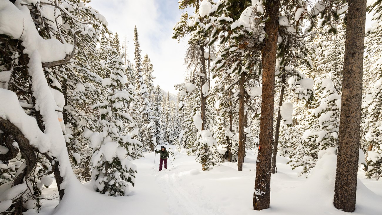 A skier travels through a snow-covered forest.