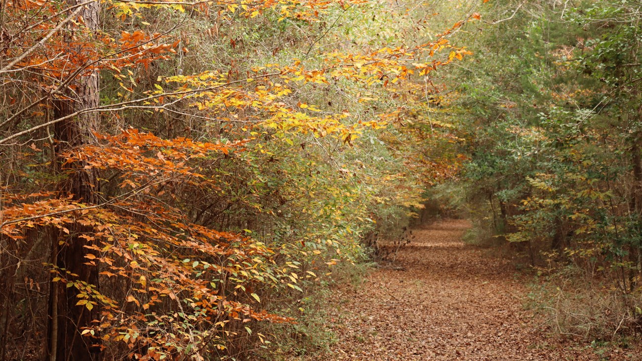 Colorful beech trees displaying red-orange-yellow colors along a trail leading through the forest.