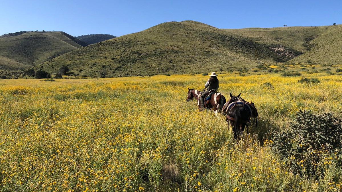 A rider and stock animals ride through tall grasses and wildflowers in a wide valley