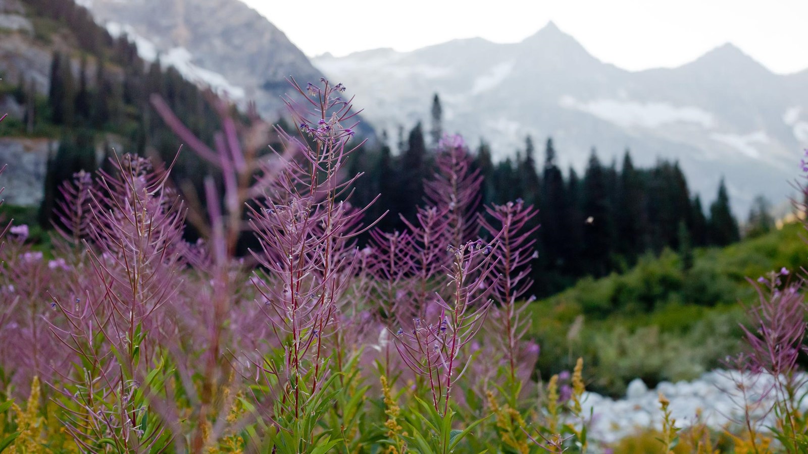 Close up of pink stalks with mountains in the background.