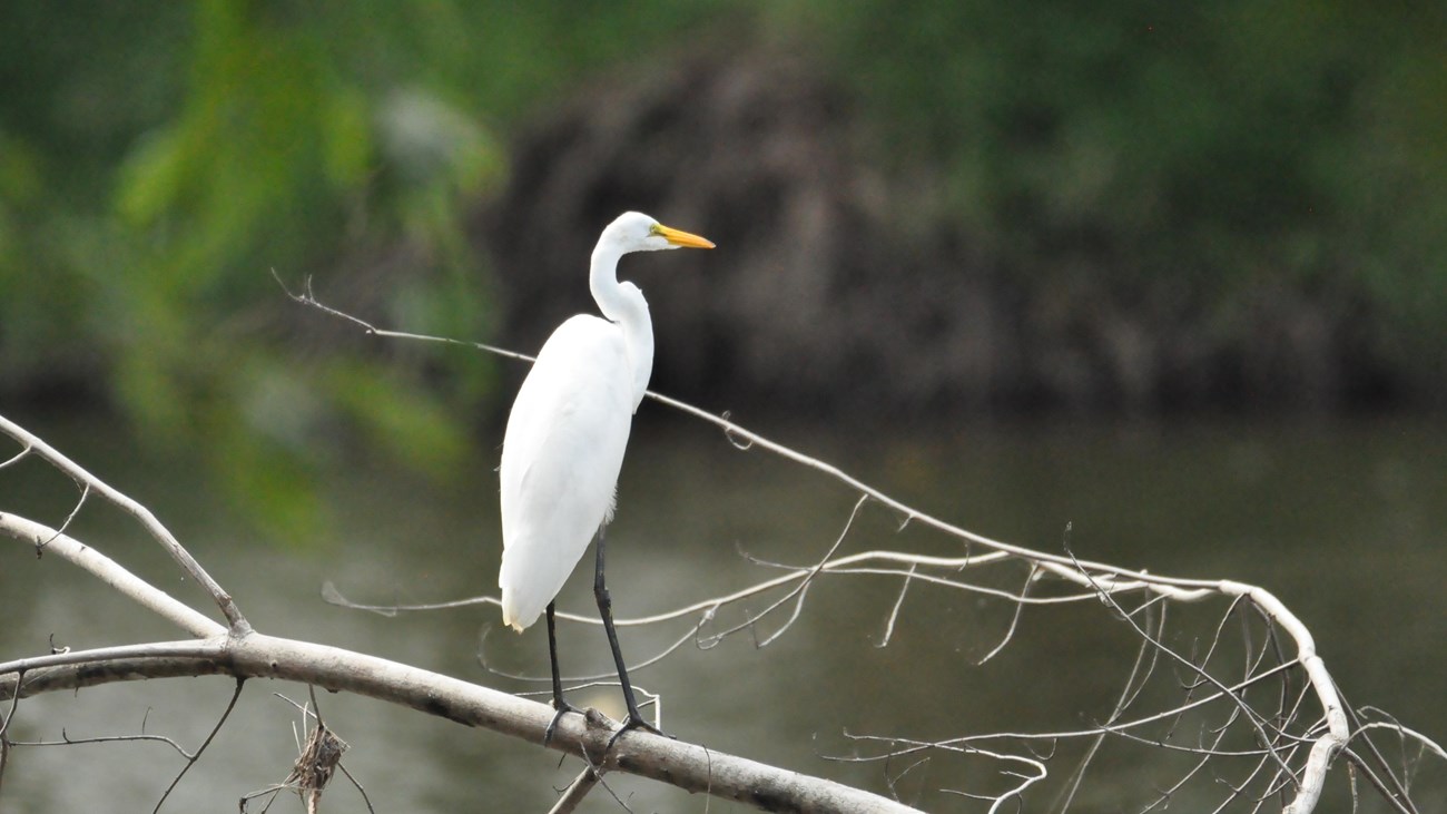 A medium sized, white bird with a long S-shaped neck and orange bill stands on a branch.