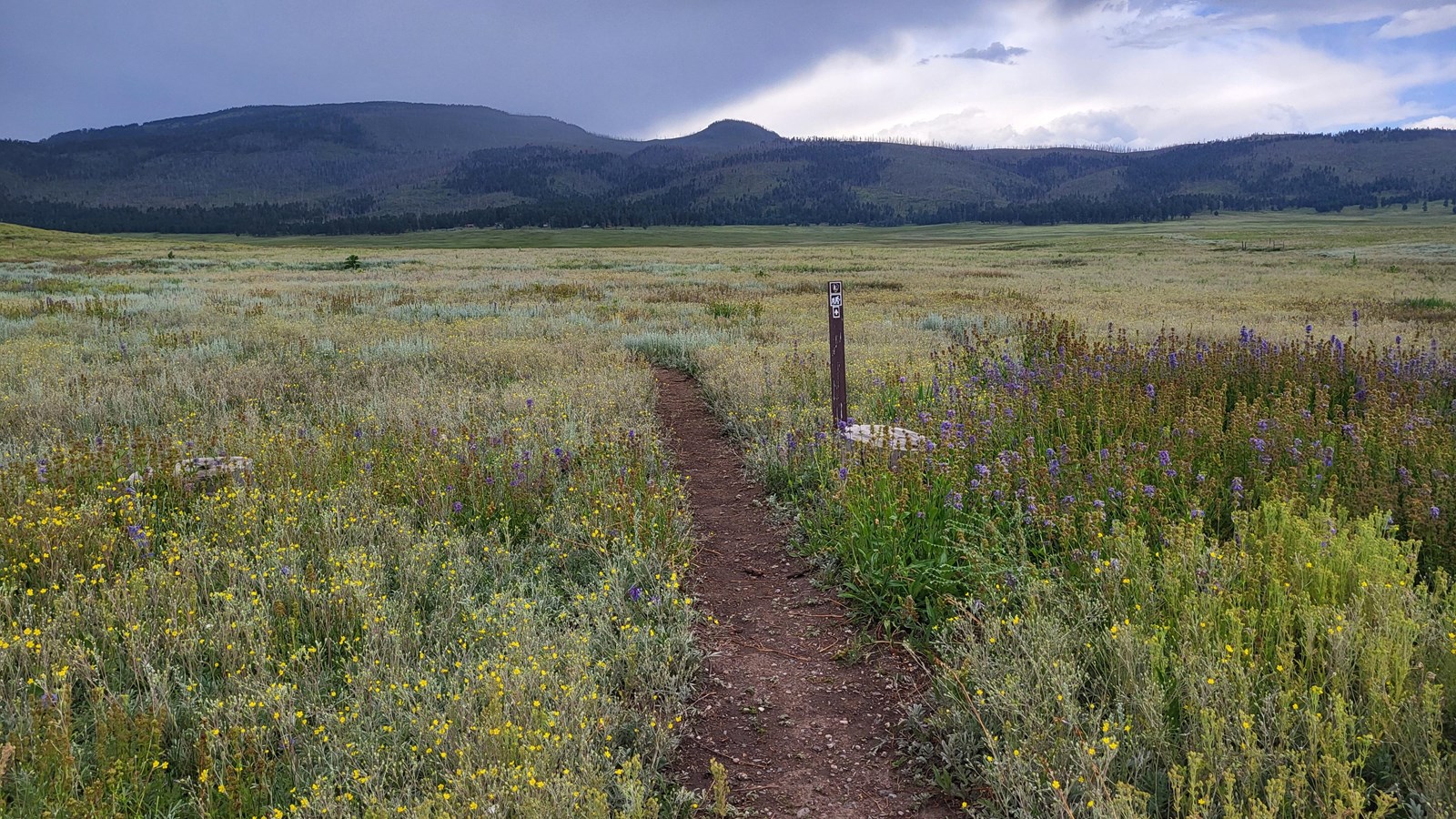 A narrow, dirt path leads into a montane grassland with distant mountains.