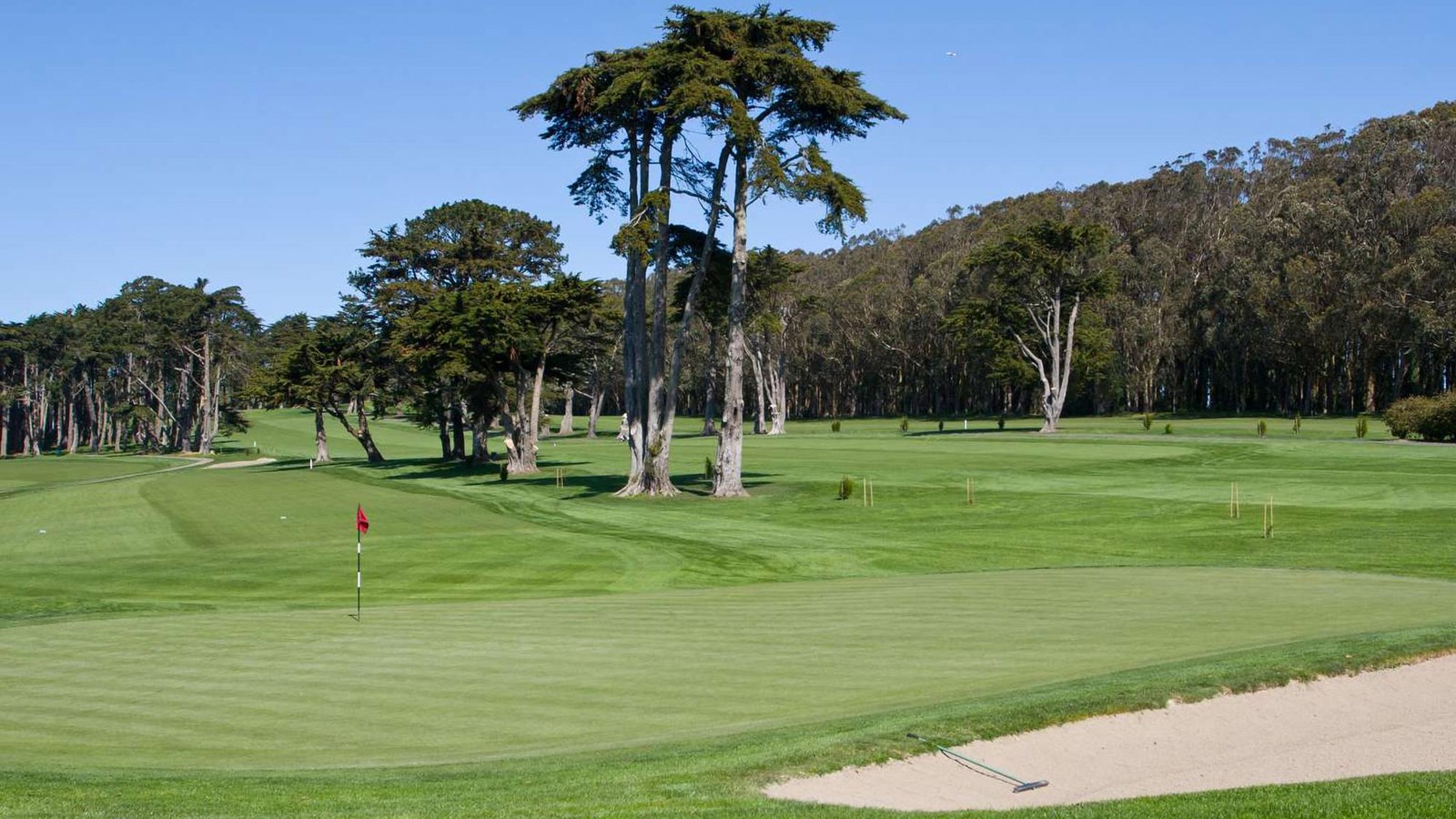 A view across the green links with sand trap in foreground and Monterey cypress behind.
