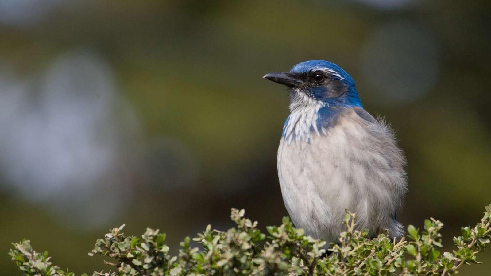 A scrub jay sits in a coyote brush.