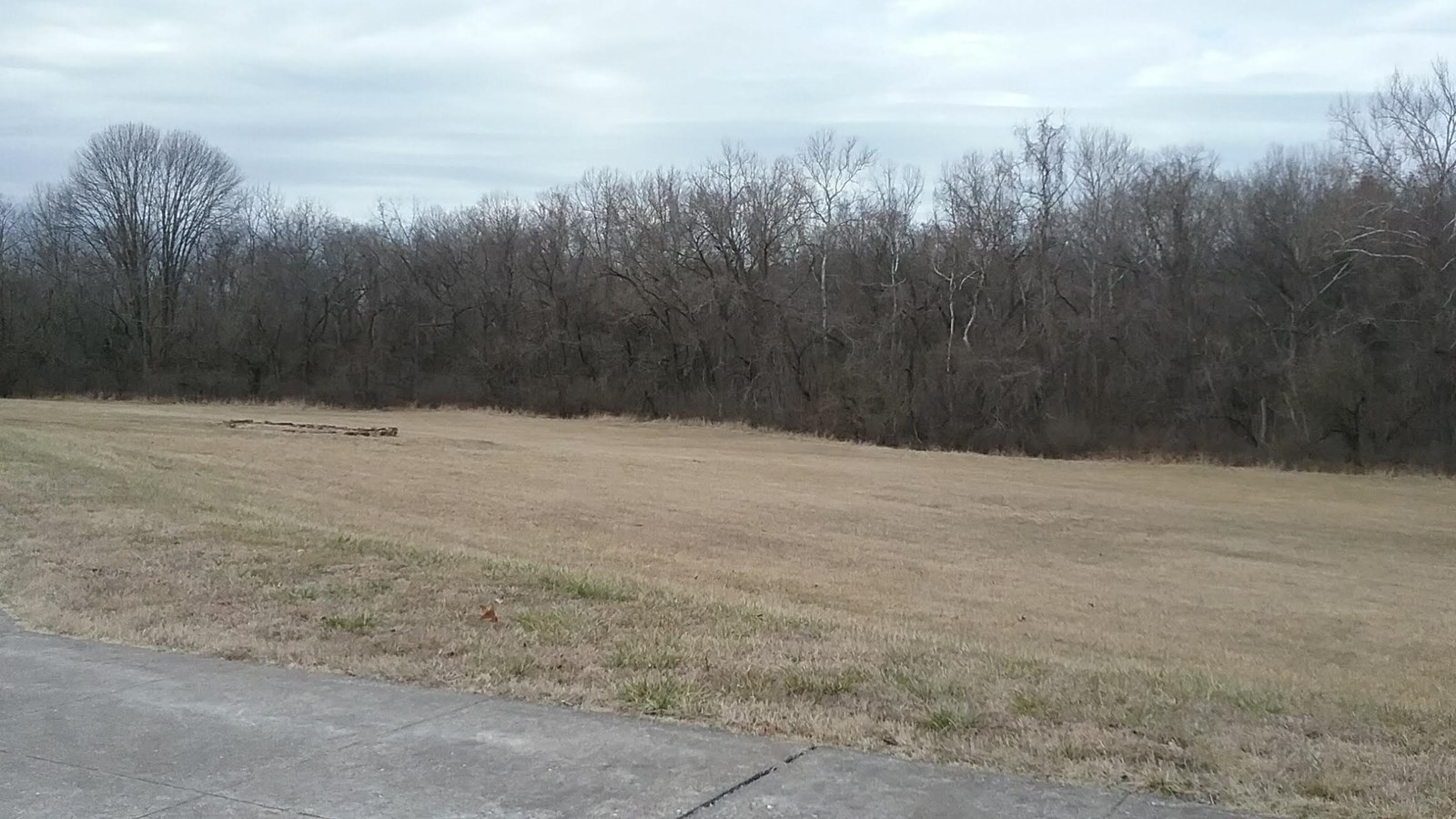 Photo of grassy field with a line of trees in the back ground. 