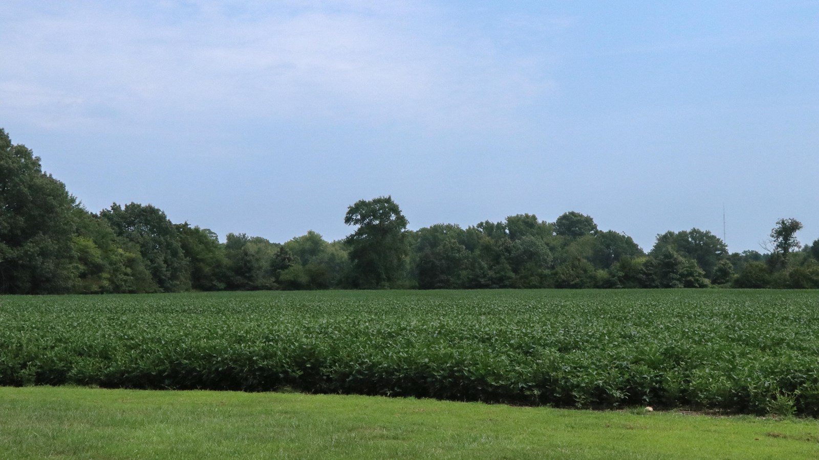 A lush green field with crops growing