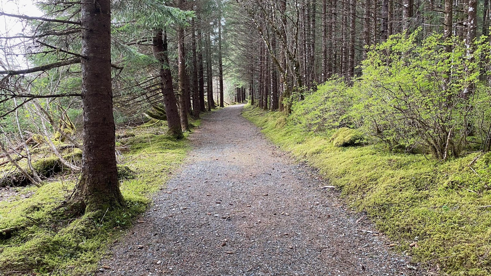 a gravel trail through a mossy forest