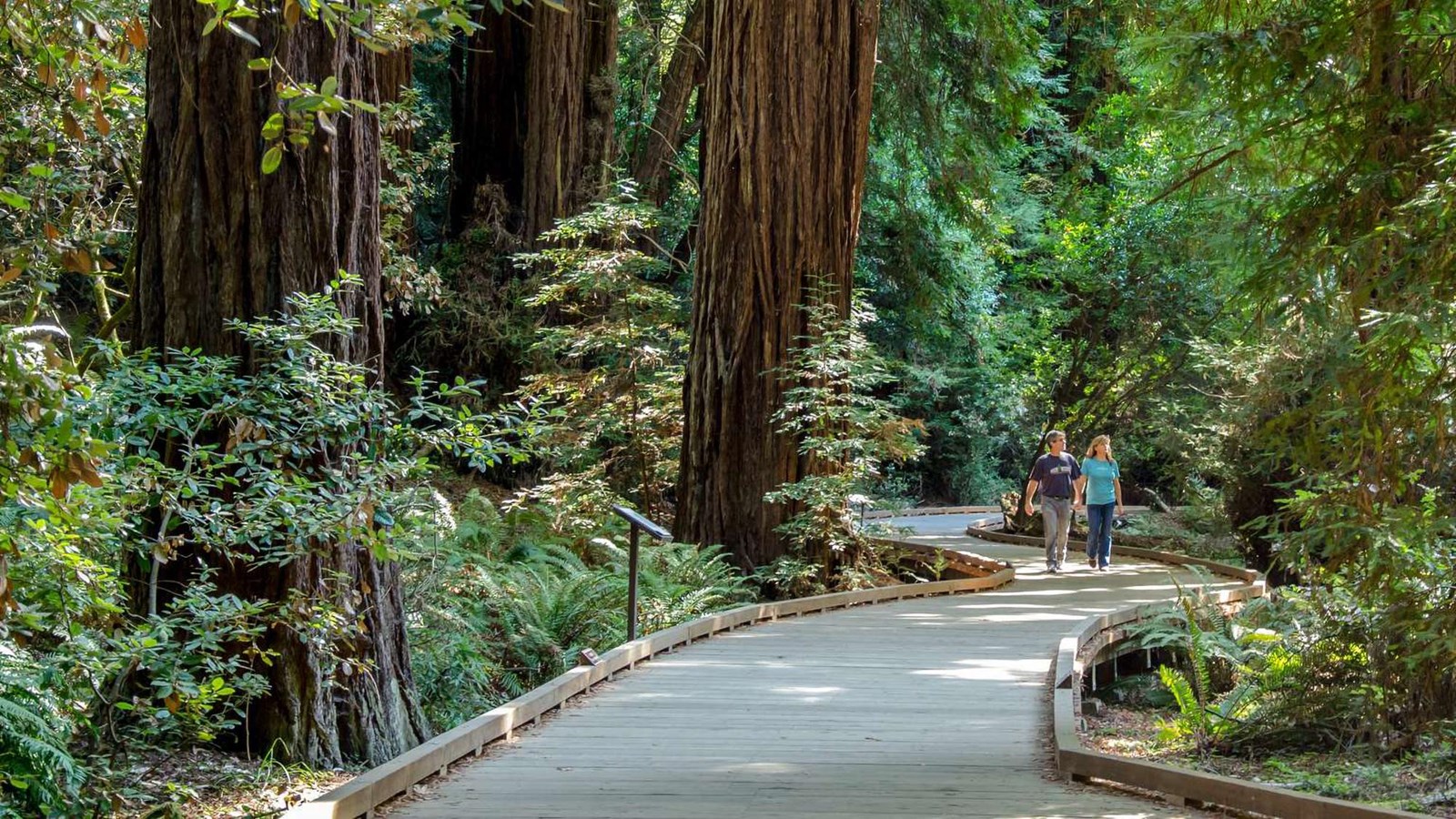 Visitors walk along the boardwalk of the Redwood Creek Trail.