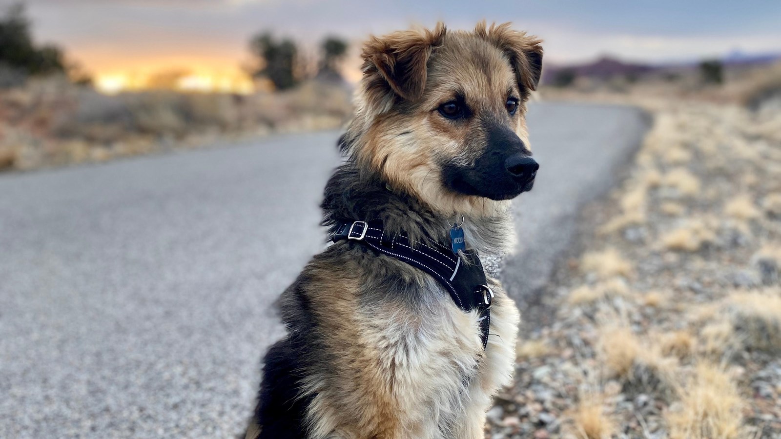 A leashed brown and black down sits along a road in Canyonlands.