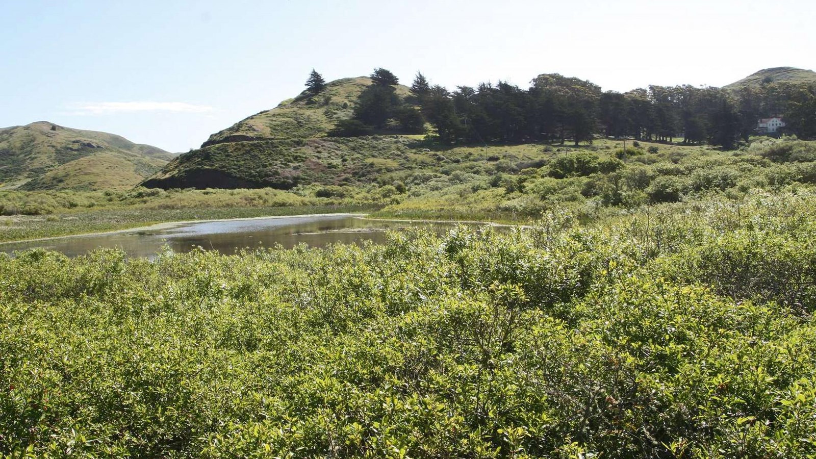 A riparian forest comprised mostly of willows with a small lake and wooded hills in the distance.