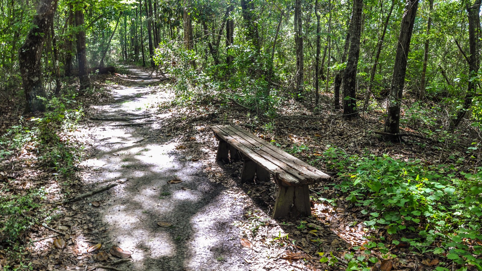 A wooden bench on the side of a trail through the woods.