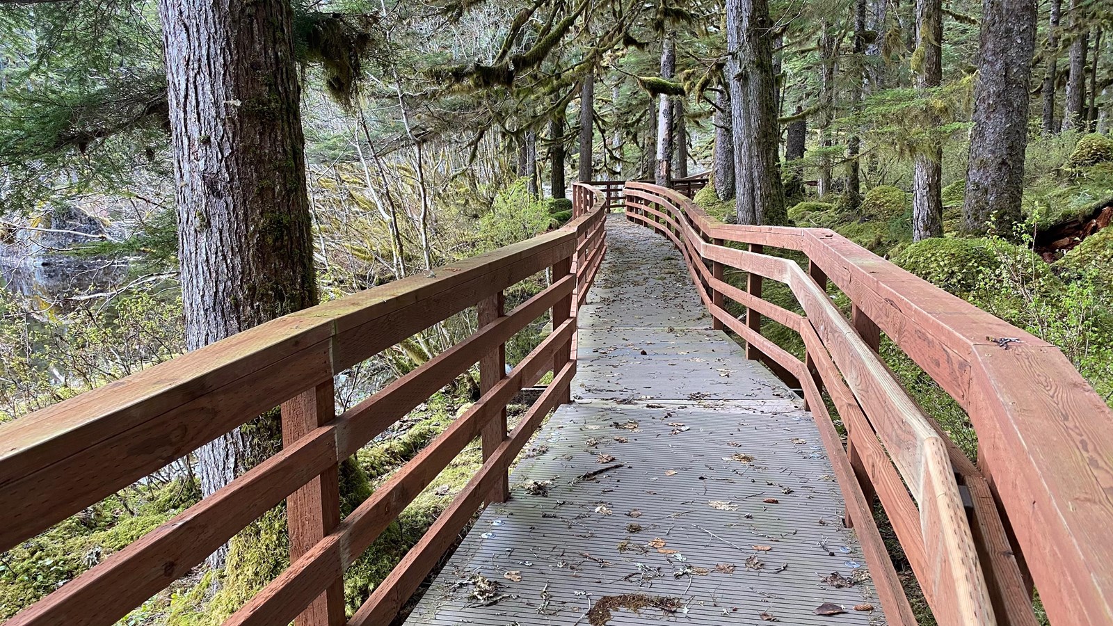 a boardwalk winds through a lush forest