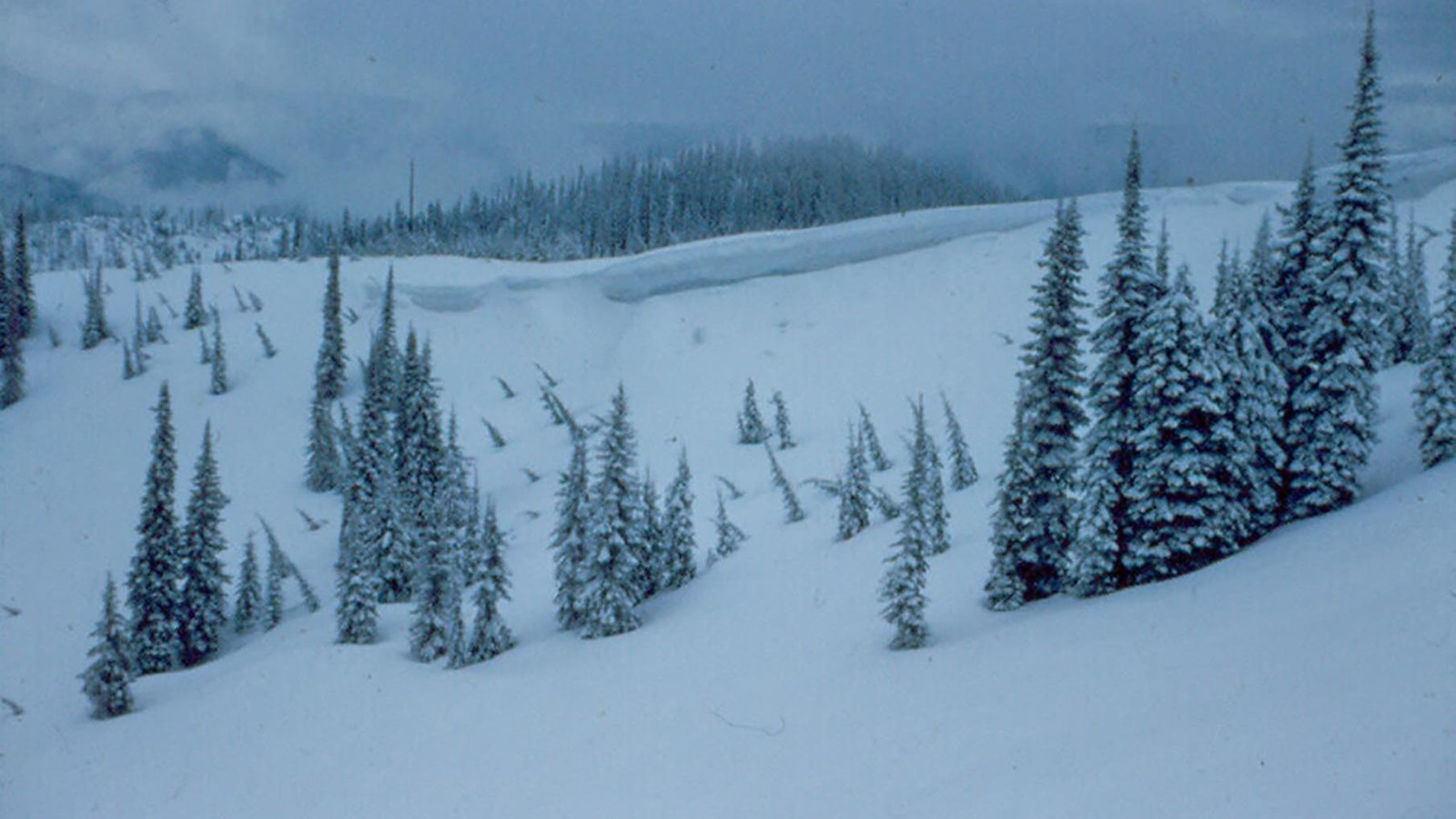 Snowy mountainside with trees protruding from the snowbanks.