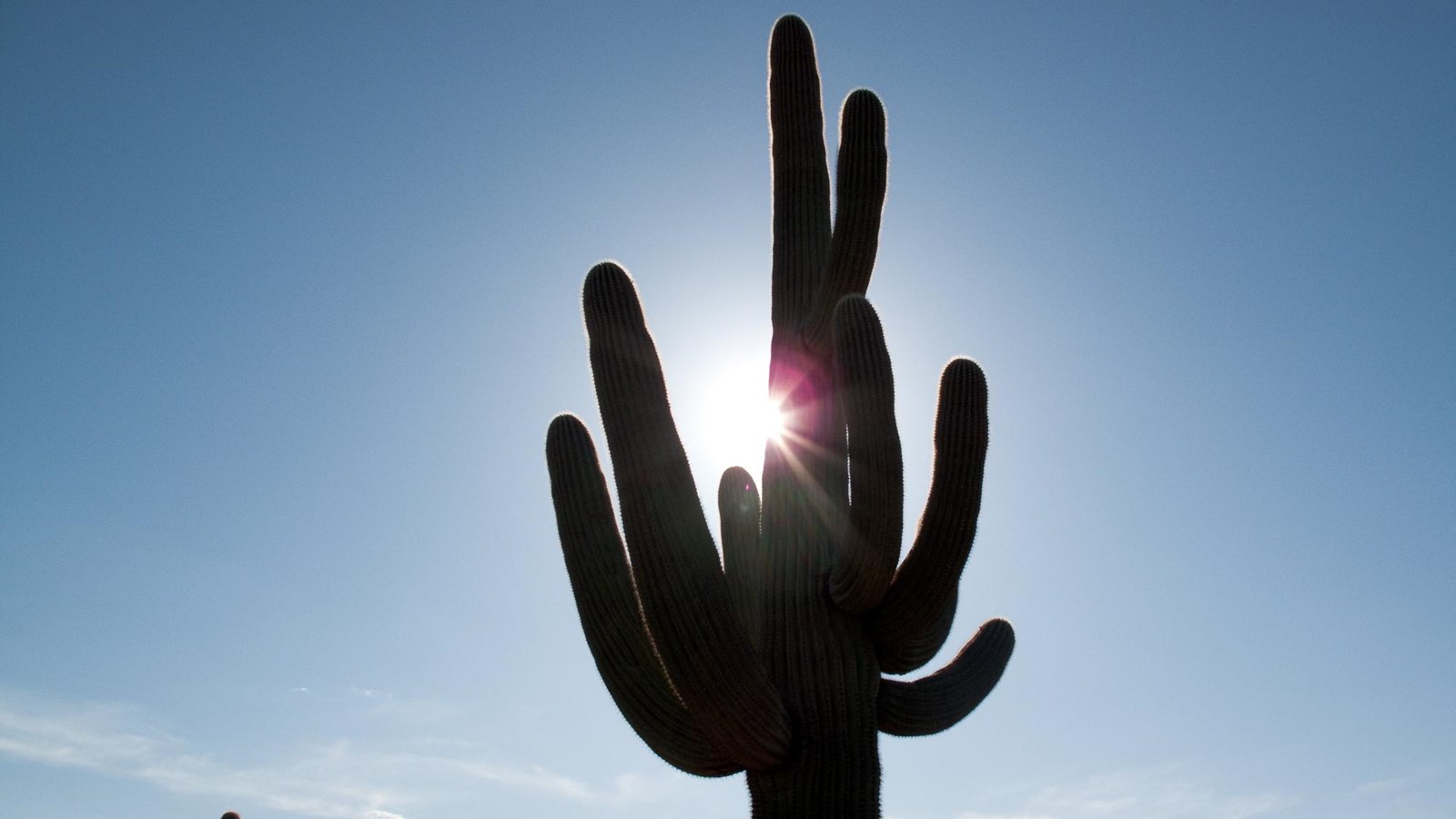 A close up photo of a saguaro cactus looming above, with the sun directly behind the cactus.