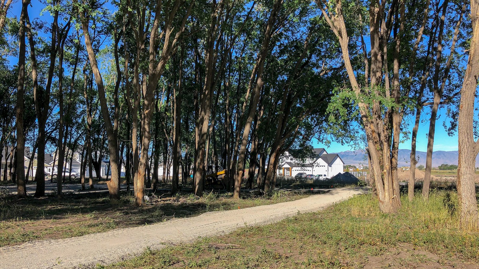 A grove of trees with green leaves covers a gravel path and sparse green grass.