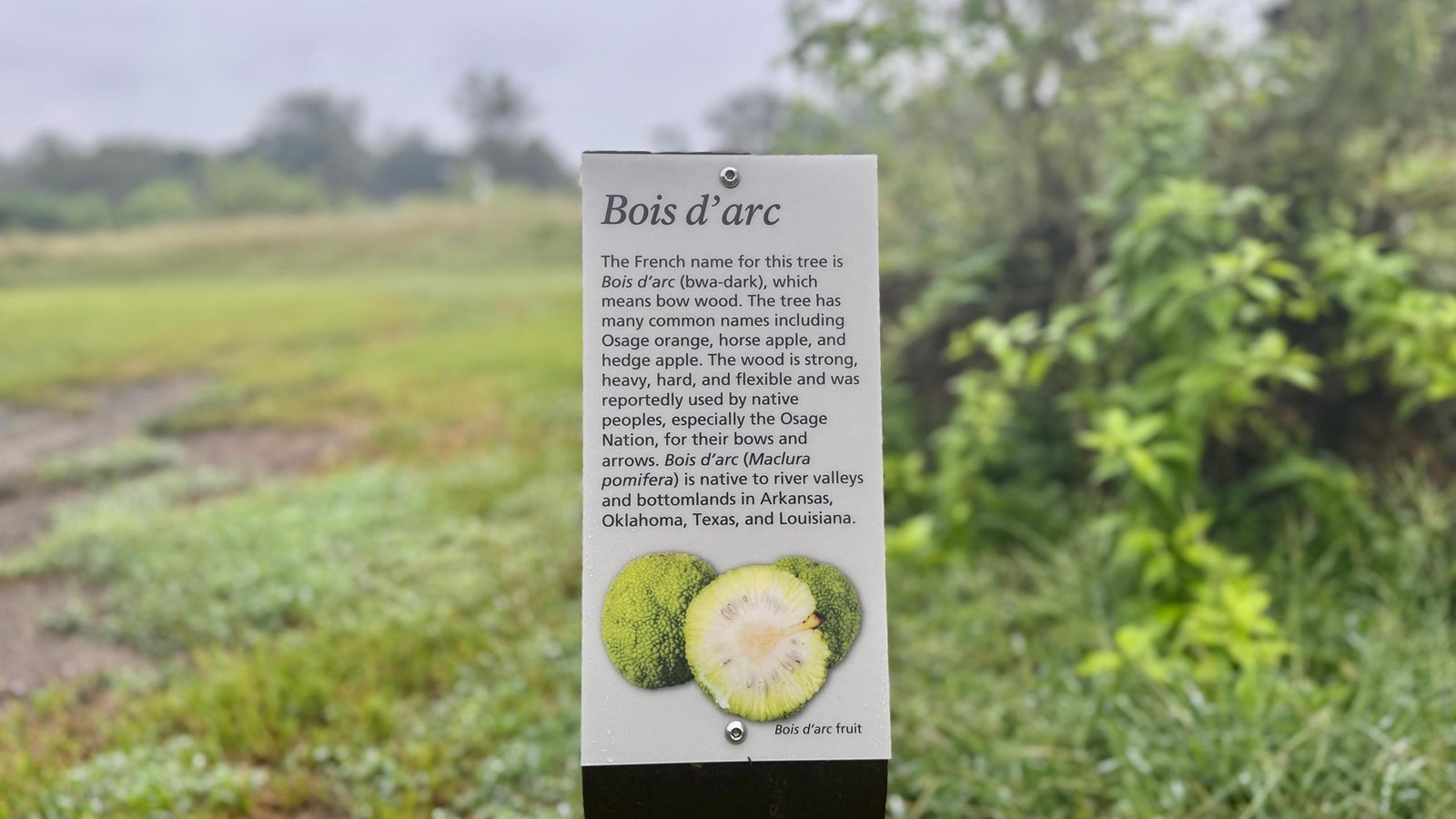 Wayside exhibit of the Bois D\'arc tree. 