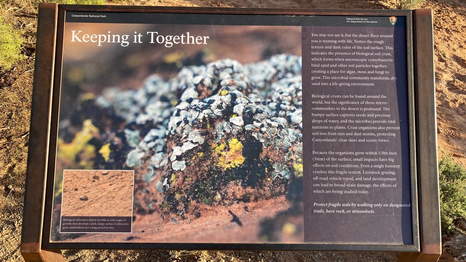 A wayside on the way to Mesa Arch that provides information on the biological soil crust. 