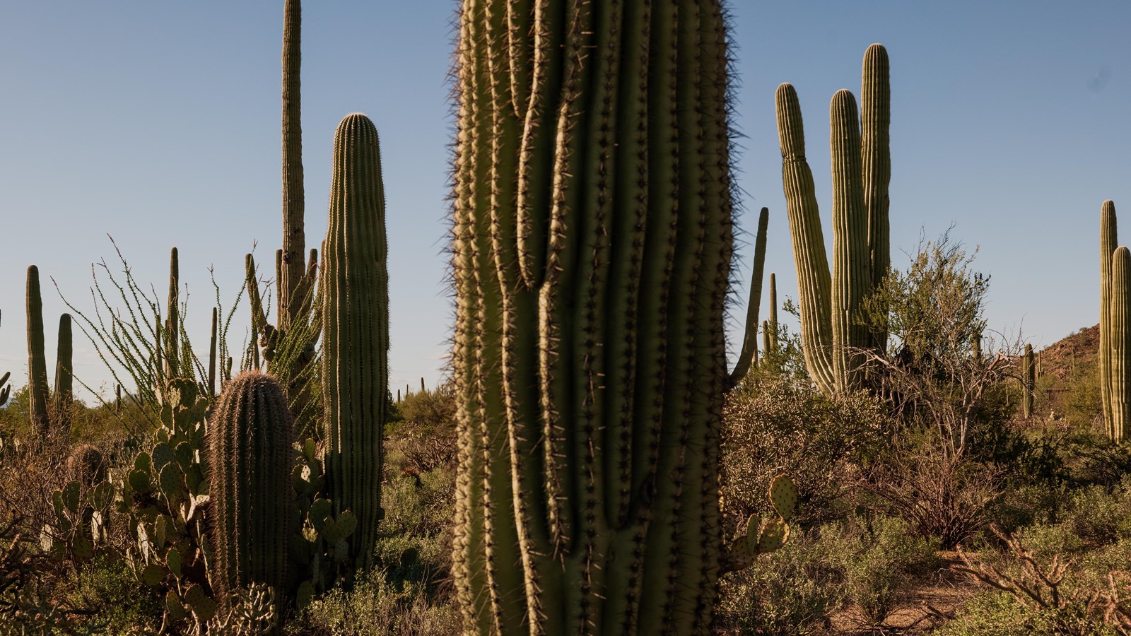 Giant saguaro cacti stand among brush and a dirt trail