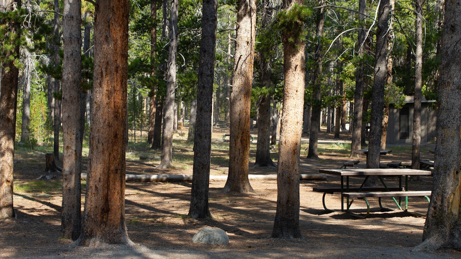 A picnic table in a forest of lodgepole pines.