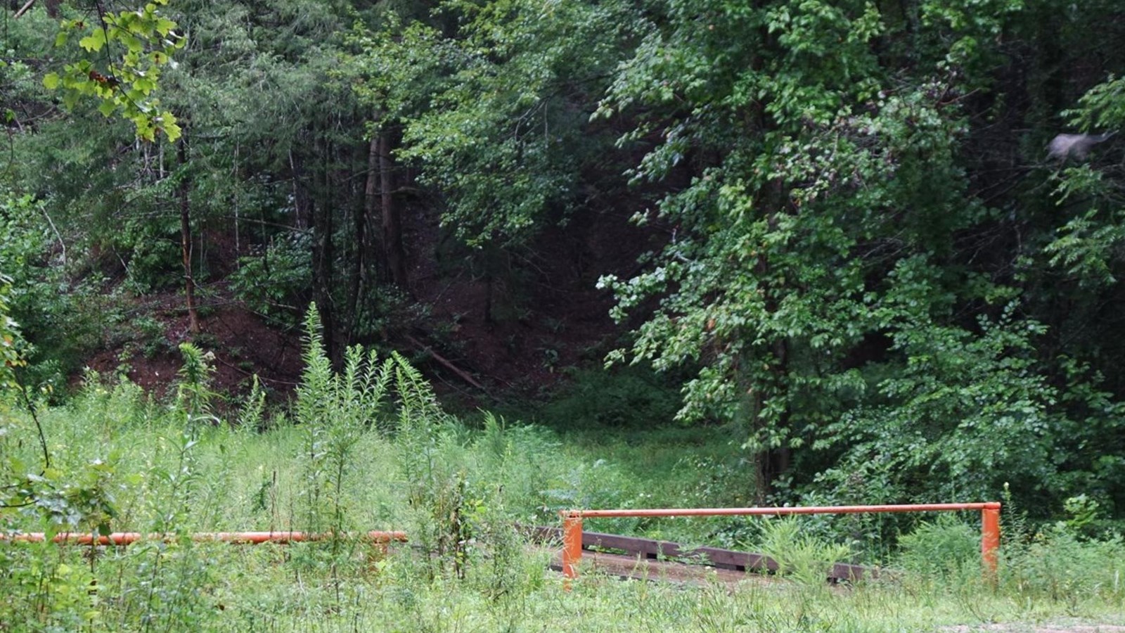 A forested area with a red metal gate.