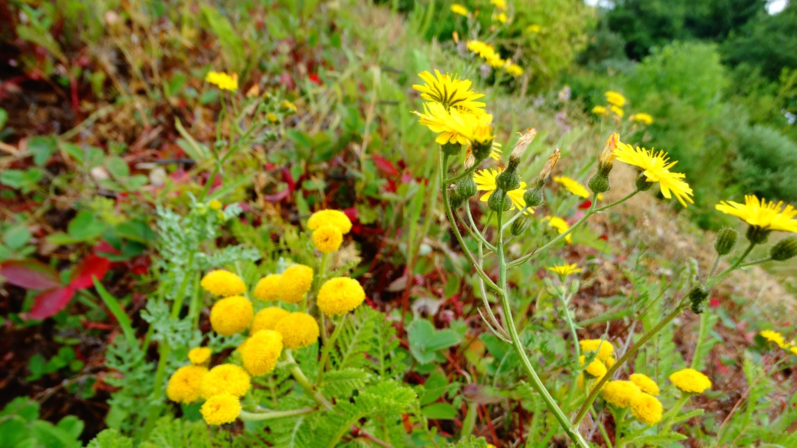 Yellow flowers with long spiky petals against a green background 