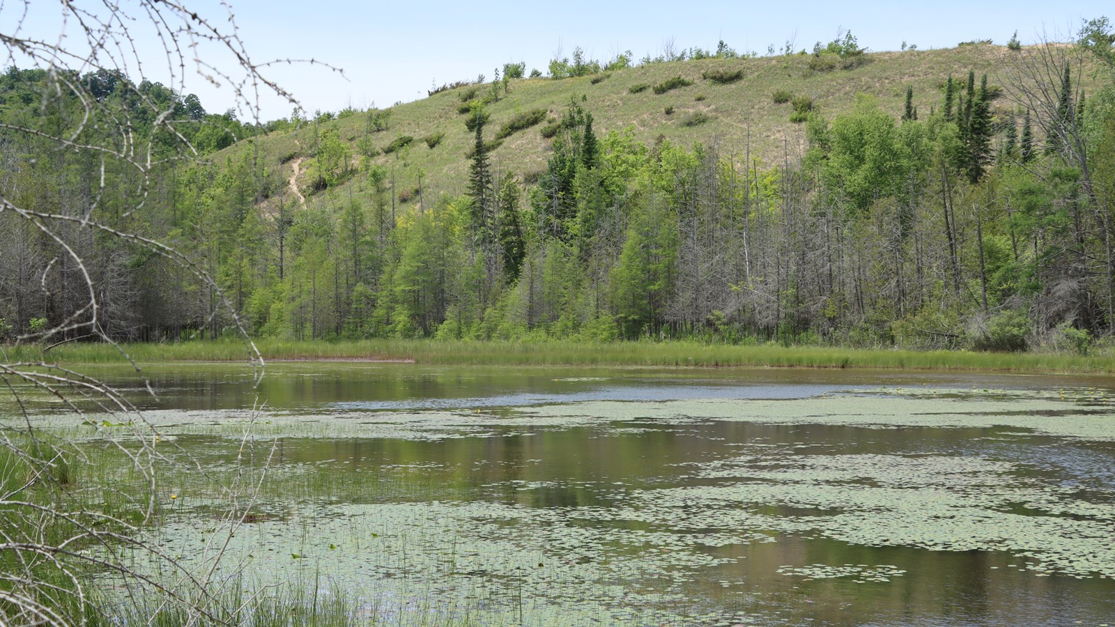 Lake teeming with life, surrounded by trees in all life stages and towering dunes visible behind. 