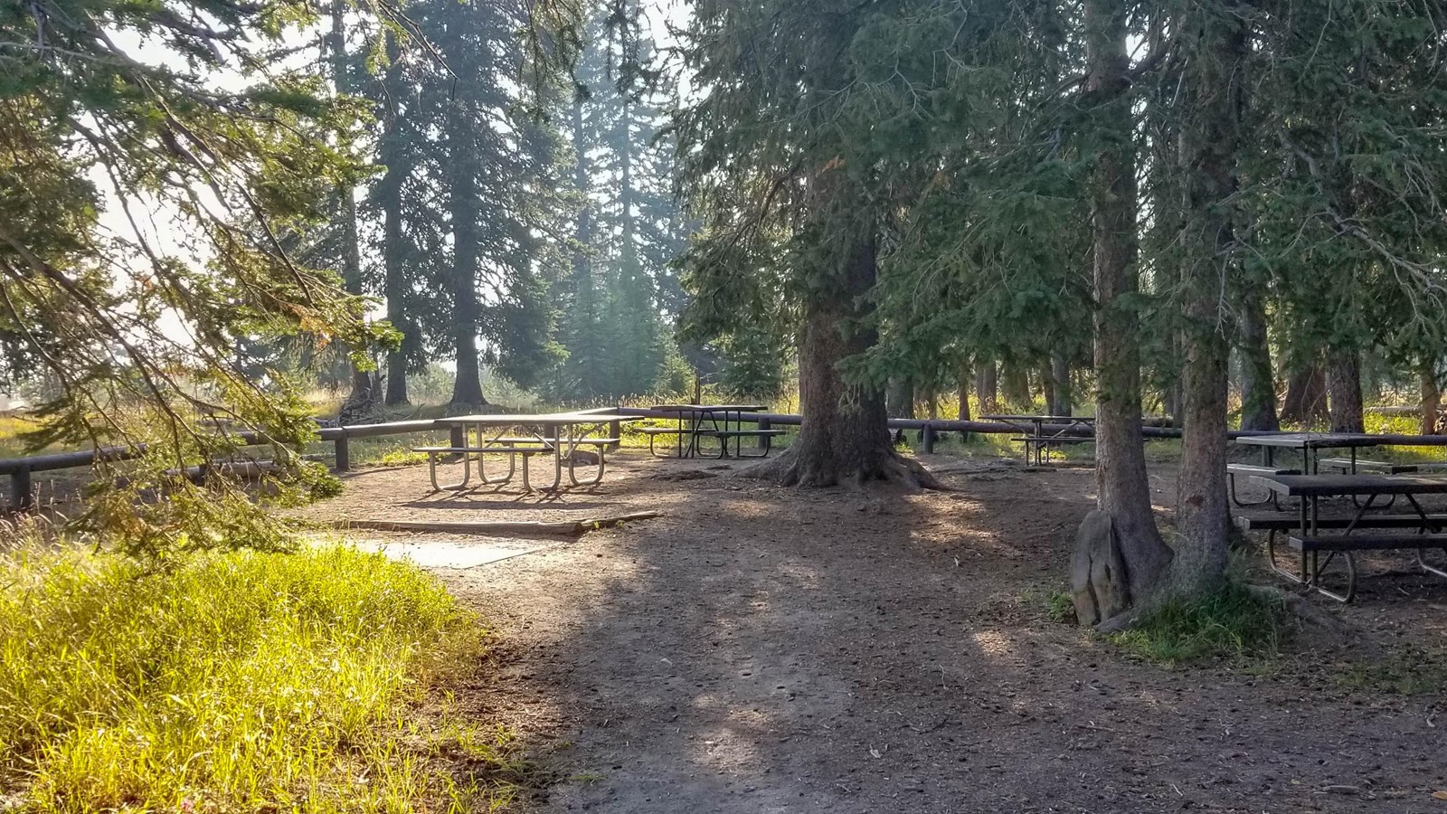 Picnic tables in a forested area