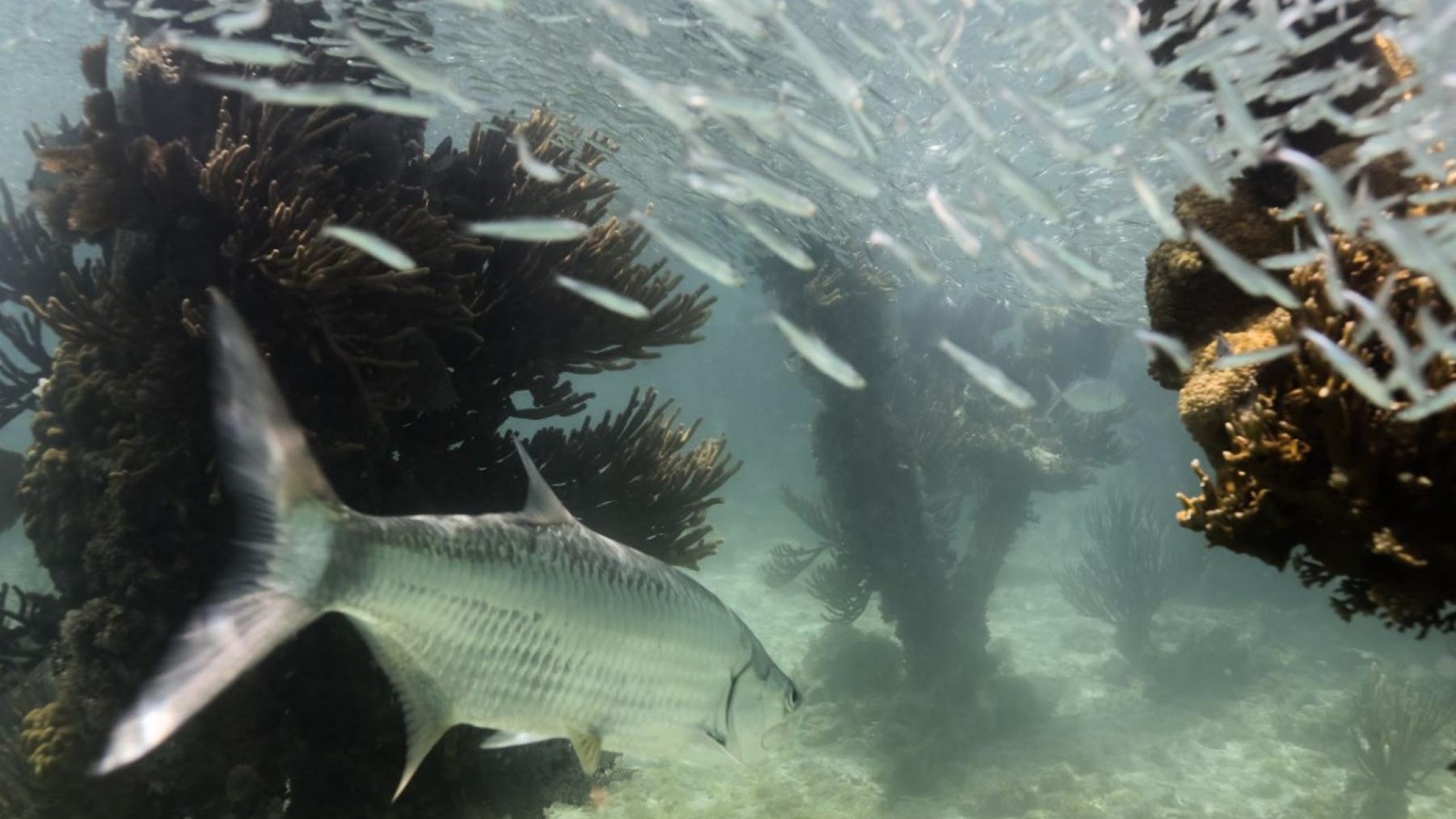 Historic coaling pier pilings have become a reef and hideaway for big and small fish.