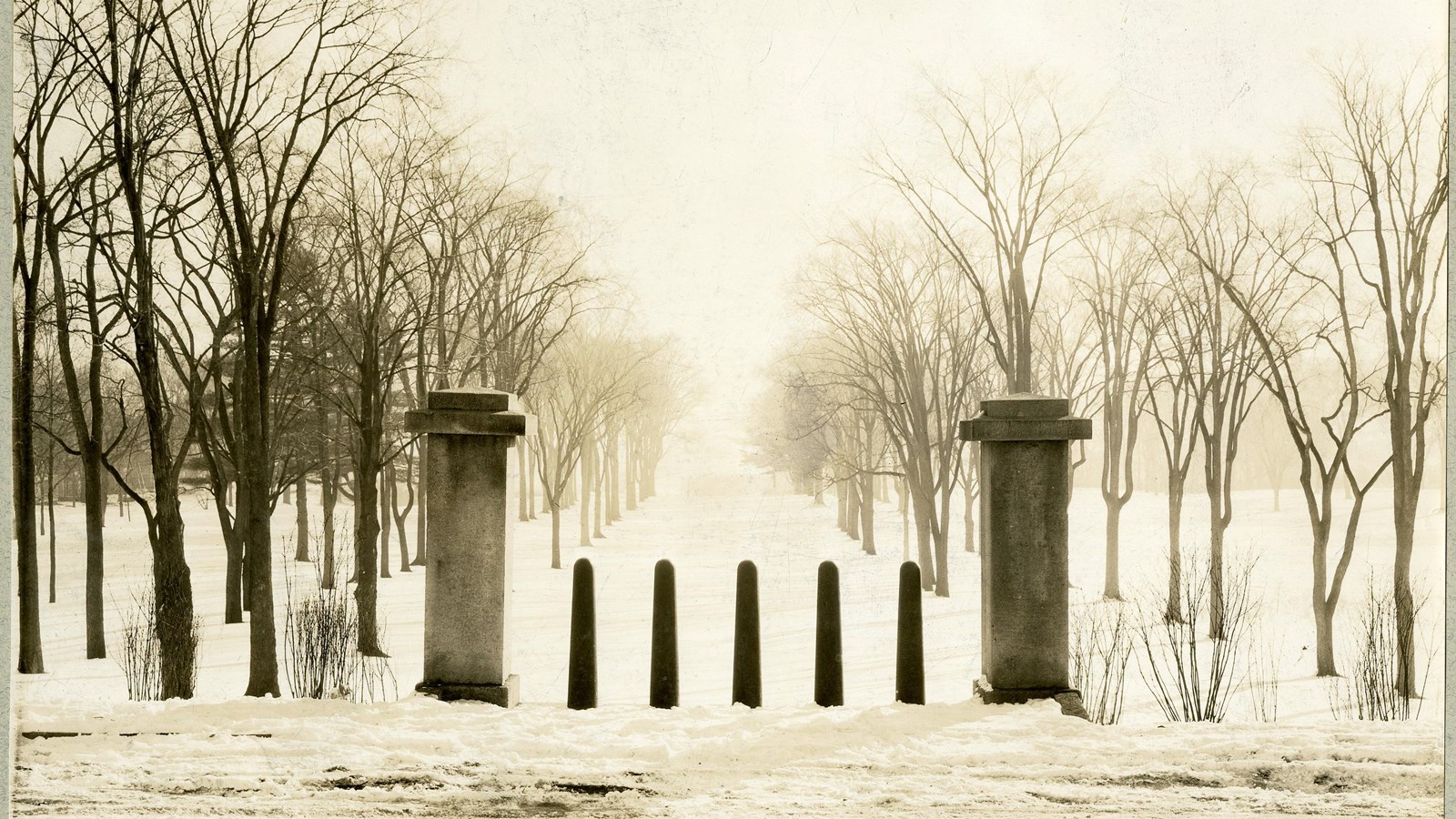 Black and white of path lined with trees and snow